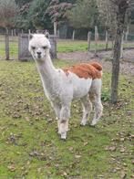 Alpaca merrie, Juin, Femelle