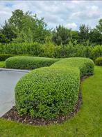 AZ Clean&Green tuinonderhoud&opruimingsdienst voor woningen, Tuin en Terras, Ophalen