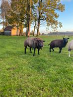 Blauwe texel ram, Dieren en Toebehoren, Schapen, Geiten en Varkens, Mannelijk, Schaap, 3 tot 5 jaar