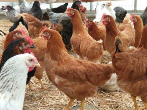 Ruime keuze legkippen, kippen in vele kleuren, Dieren en Toebehoren, Pluimvee, Kip, Vrouwelijk
