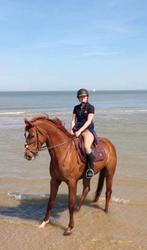 Allround merrie, Merrie, Met stamboom, Niet van toepassing, 11 jaar of ouder