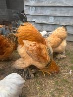 Brahma collumbia buff zwart, hanen, Mannelijk, Kip