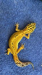Gecko léopard, femelle hypo, Animaux & Accessoires, Reptiles & Amphibiens, Domestique, Autres espèces, 0 à 2 ans