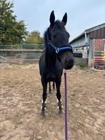 Opzoek naar een halve stal door gebrek aan tijd., Animaux & Accessoires, Chevaux