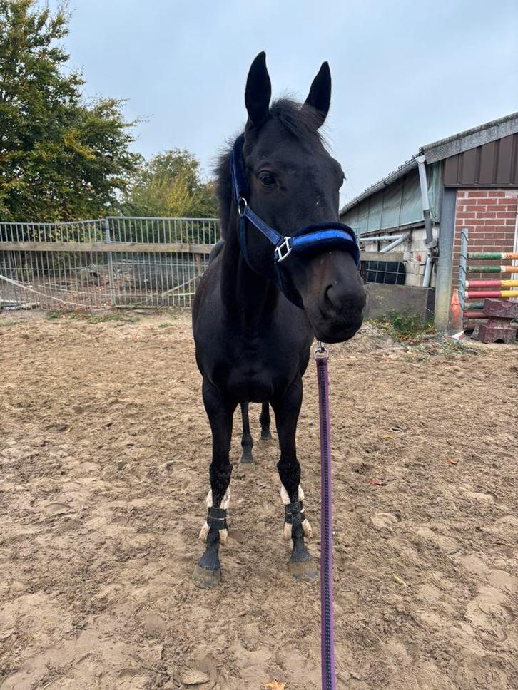 Opzoek naar een halve stal door gebrek aan tijd., Animaux & Accessoires, Chevaux