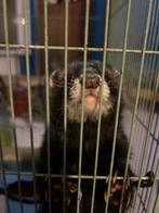 Fretkoppel+kooi, Dieren en Toebehoren, Fret, Januari, Meerdere dieren, Tam