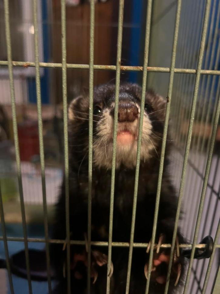 Fretkoppel+kooi, Dieren en Toebehoren, Knaagdieren, Meerdere dieren, Fret, Januari, Tam