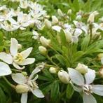 Choisya ternata 3 liter pot: Stuntprijs 3,5€, Ophalen, Struik, Minder dan 100 cm