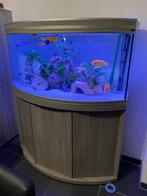 Aquarium, Dieren en Toebehoren, Ophalen, Gebruikt, Gevuld zoetwateraquarium