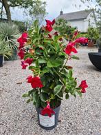 Dipladenia piramide, Tuin en Terras, Ophalen