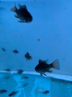 Black rams, Dieren en Toebehoren, Vissen | Aquariumvissen