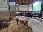Bwb outcross dekstier voor 2026 vrij van alle gebreken, Dieren en Toebehoren, Runderen, Mannelijk, 0 tot 2 jaar