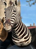 Taxidermie zebra, Antiek en Kunst, Ophalen of Verzenden