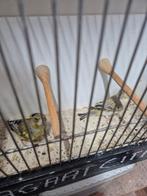 Mutatie Groenvinken, Dieren en Toebehoren