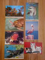 7 cartes postales animaux faune de Floride USA, Verzamelen, Postkaarten | Dieren, Ophalen of Verzenden, 1980 tot heden, Ongelopen