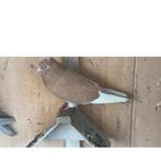 Iraanse duiven, Dieren en Toebehoren, Vogels | Duiven