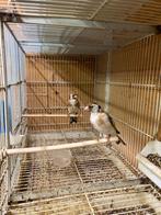 Mooie koppel grote distelvinken, Dieren en Toebehoren, Vogels | Overige Vogels, Meerdere dieren, Wildzangvogel, Geringd