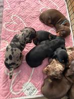 Dwergteckel teefje, Dieren en Toebehoren, Honden | Teckels en Dashonden, België, CDV (hondenziekte), 8 tot 15 weken, Korthaar
