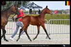 BWP Elite veulen van Ultra Star JM uit Dermie-prestatiestam, Dieren en Toebehoren, Springpaard, Gechipt, Niet van toepassing, 0 tot 2 jaar