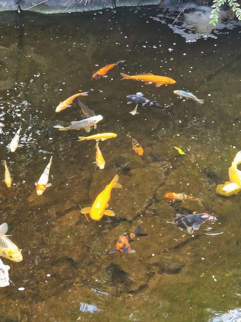 Divers plantes aquatiques et kois japonais, Jardin & Terrasse, Étangs, Enlèvement