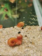 Escargots aquarium, Animaux & Accessoires, Poissons | Poissons d'aquarium