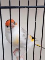 Agaat bonte pop 2025, Dieren en Toebehoren, Vogels | Kanaries