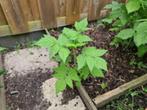 Framboosplantjes, Ophalen, Minder dan 100 cm, Overige soorten, In pot