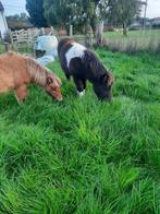 weide gezocht, Dieren en Toebehoren, Stalling en Weidegang, 2 of 3 paarden of pony's, Weidegang