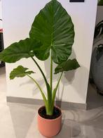 Mooie alocasia, olifantsoor, Ophalen