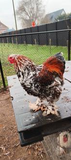 Porselein groothoen brahma, Mâle, Poule ou poulet