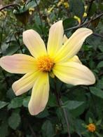 Dhalia's, Tuin en Terras, Ophalen, Voorjaar, Volle zon, Knol