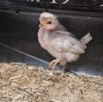 Hollandse Witkuif, Dieren en Toebehoren