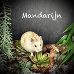 Prachtige allerschattigste troetelhamstertjes (4-8 weken), Animaux & Accessoires, Rongeurs, Hamster, Décembre, Domestique, Plusieurs animaux