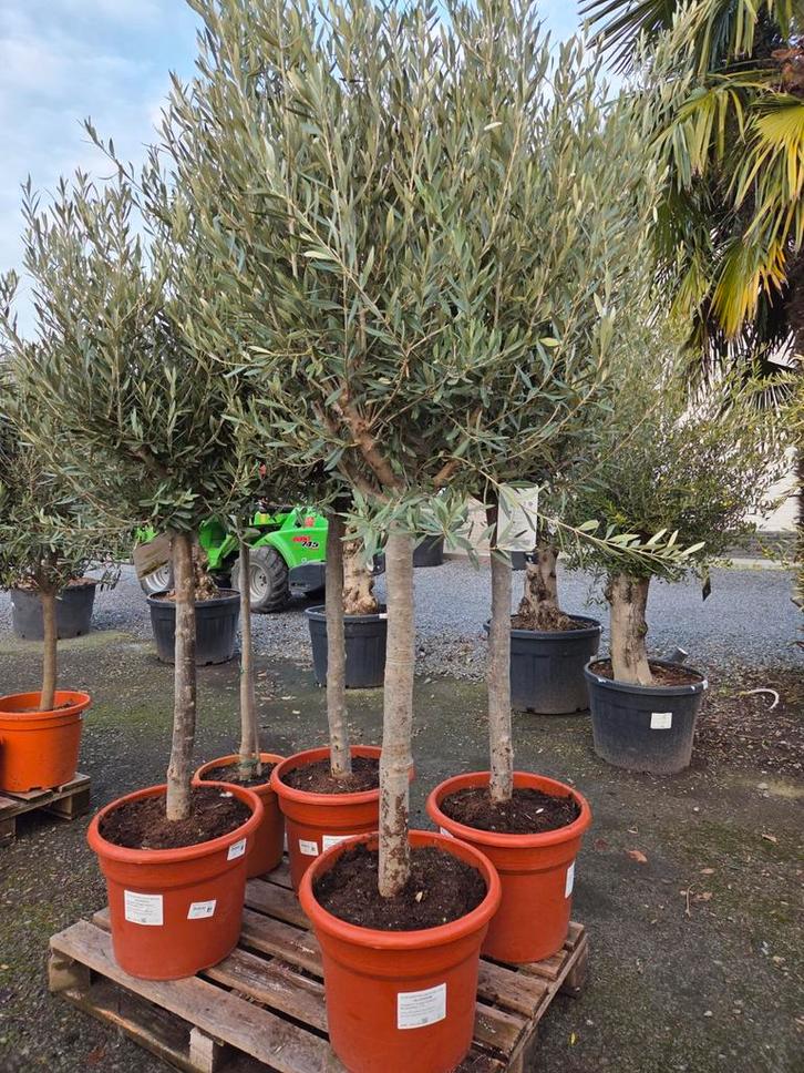 Olijfboom Olea Europaea - op voorraad, Tuin en Terras, Planten | Bomen, Olijfboom, Ophalen