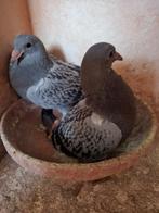 Jonge duifjes 2026, Dieren en Toebehoren, Vogels | Duiven, Meerdere dieren, Postduif