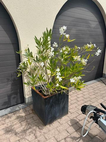 Witte Oleander plant in bloei met bloembak beschikbaar voor biedingen