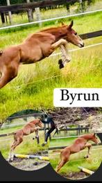 Hengstenveulen van agalord kcx berghoeve, Dieren en Toebehoren, Paarden, Springpaard, Gechipt, 0 tot 2 jaar, Hengst