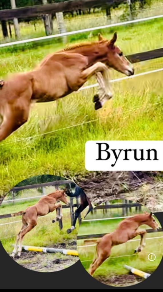 Hengstenveulen van agalord kcx berghoeve, Dieren en Toebehoren, Paarden, Hengst, Onbeleerd, 160 tot 165 cm, 0 tot 2 jaar, Springpaard