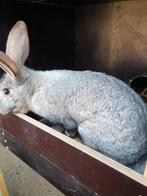 Vlaamse reus voedster, Dieren en Toebehoren, Konijnen