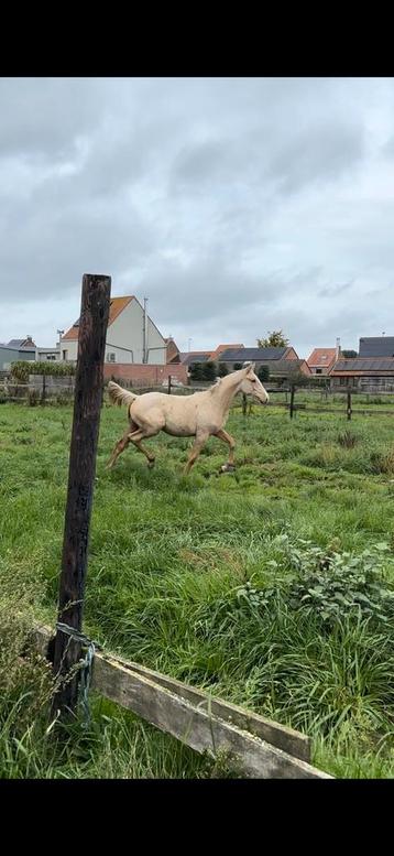 Beau poulain, de grande race