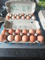 Eieren, Dieren en Toebehoren, Ophalen