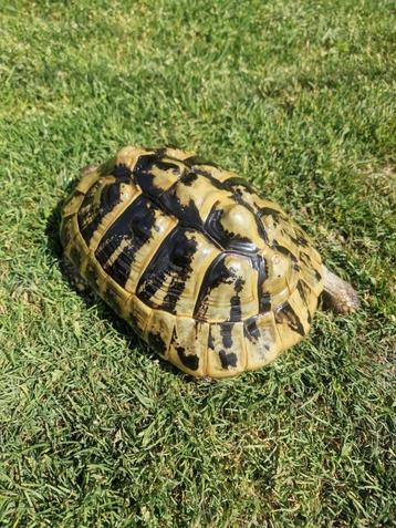 Griekse landschildpad ID chip en cites, Dieren en Toebehoren, Schildpad, 11 jaar of ouder