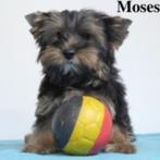 Yorkshire Moses & Milo recherchent un gentil maître, Animaux & Accessoires, 15 semaines à 1 an, Commerçant, Yorkshire Terrier