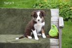 Prachtige Chocolat Tricolor Border Collie pups, België, CDV (hondenziekte), 8 tot 15 weken, Collie