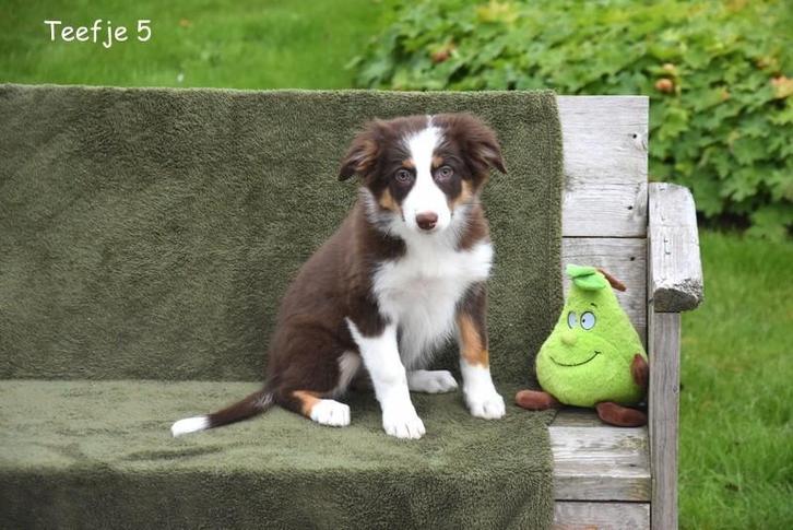 Prachtige Chocolat Tricolor Border Collie pups, Dieren en Toebehoren, Honden | Herdershonden en Veedrijvers, Meerdere dieren, Collie