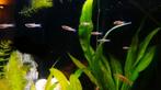 Nog 40 Endler guppy's en guppy's mix verkrijgbaar., Vis, Zoetwatervis