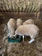 Schapen, Dieren en Toebehoren, Schapen, Geiten en Varkens, Mannelijk, Schaap, 0 tot 2 jaar