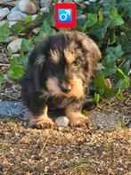 ruwhaar teckel pup nog 1 reutje, België, Reu, CDV (hondenziekte), 8 tot 15 weken