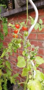 Tomatenzaden Current sweet pea, Ophalen of Verzenden