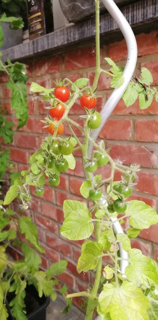 Tomatenzaden Current sweet pea, Tuin en Terras, Bloembollen en Zaden, Ophalen of Verzenden